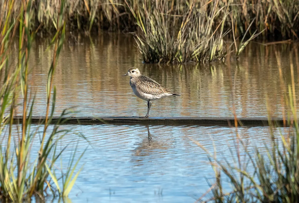 A speckled brown-and-white plover standing in shallow water among marsh grass