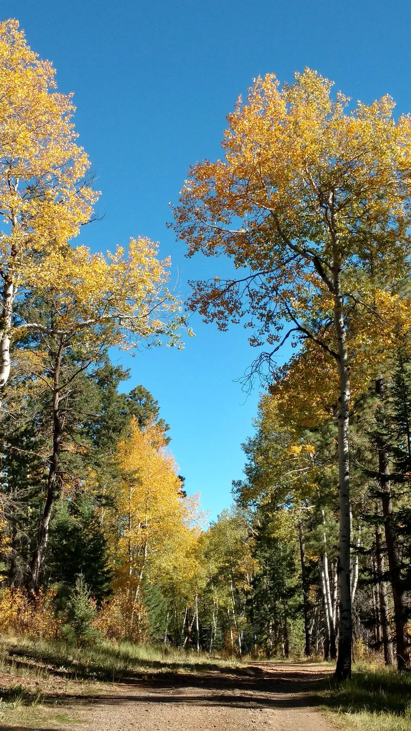 A dirt forest road running between yellow-leaved aspens and dark pines under a clear blue sky